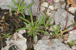 Limestone fameflower